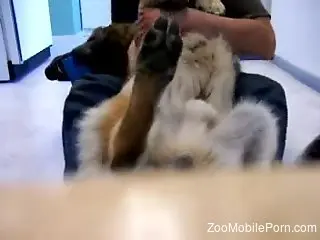 Dude bravely exposing his dog's dick in a computer chair