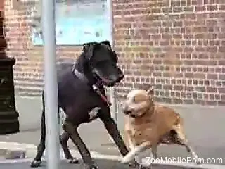 Two dogs are about to enjoy impassioned sex outdoors