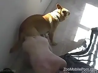 Man Blowjob dick horse