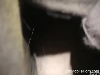 Passionate fuck scene with a sexy mare pussy
