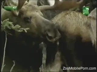 Voyeur-style porno video focusing on animal sex
