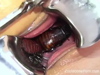 Bugs crawling inside a German zoophile's wet pussy