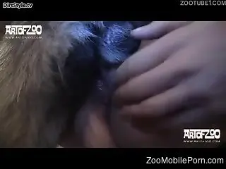 Pantyhose-wearing hottie drilled deep by a dog