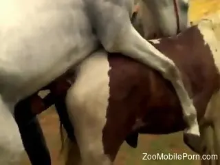 Mare with a sexy pussy getting fucked by a white stallion