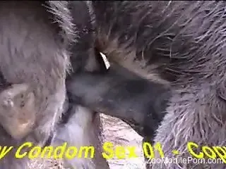 Big-dicked beast gaping that other animal's hole