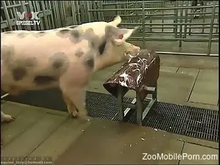 Two pigs fucking each other in an educational video