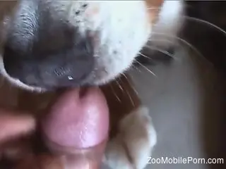 POV blowjob video with a sexy-looking little doggo