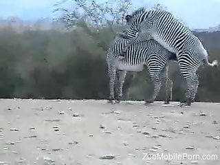 Intense safari sex between Zebras makes zoo porn lover truly i...