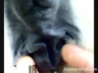 Energized man ass fucks horse in brutal cam scenes