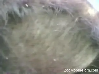 Aroused man ends up deep fucking a horse in the ass