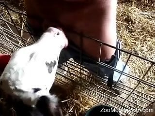 Man inserts dick in veal's mouth for even more pleasure