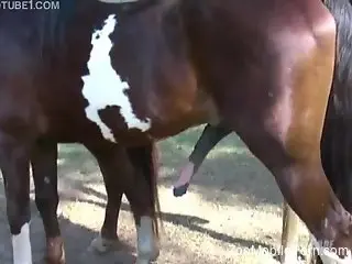 Sensual babes share a huge horse cock in charming modes