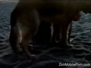 Horny outdoor zoophilia at sunset with the dog