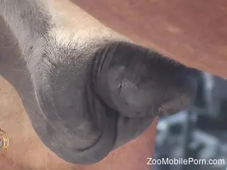 Horny man feels pretty aroused by the sight of a horse dick
