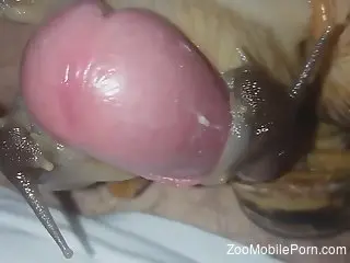 Horny man masturbates with snails over his whole dick