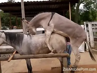 Impassionate fucking session with two horned-up beasts