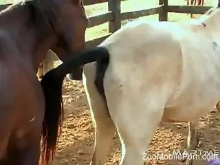 Hot horses fucking each other in free porn video