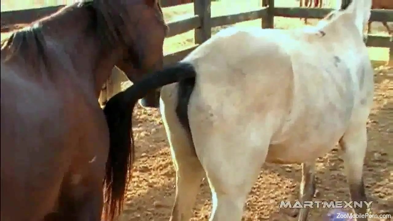 Horse Fuck - Hot horses fucking each other in free porn video