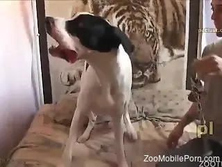 Zoophilic dude enjoying gay bestiality sex here