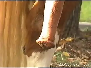 Incredible bestiality tease video with a hung stallion