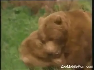 Bears fucking in the woods in a hardcore porn video