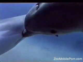 Dolphins fucking other dolphins in free porn