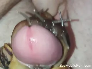 Sexy snails flock to a guy's cock in a POV video
