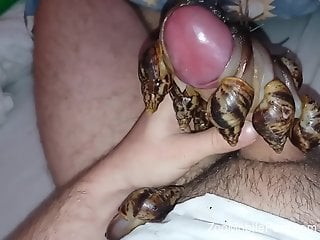 Dude's cock actively pleasured by lots of snails
