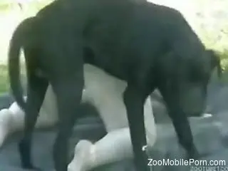 BBW fucked on all fours by a really horny black dog