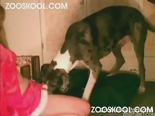Christmas-themed zoophile fucking with a sexy dog