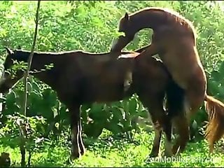 Horse fuck scene with two amazingly sexy creatures