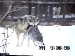 Wolves making sweet love to one another outdoors