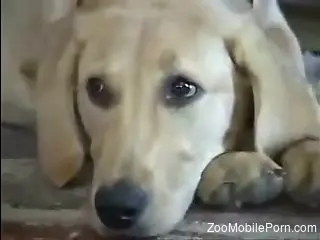 Sexy animal enjoying awesome beastiality action