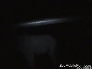 Midnight zoophilia kinks reveal the slutty side of animals