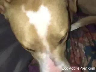 Dude's dick getting pleasured orally by a dog in POV