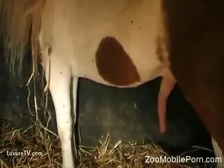 Stockings-wearing gal fucking a sexy stallion
