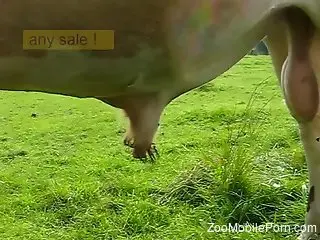 Bull with giant balls showing off his cock as well