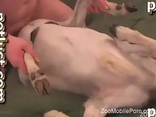 Sexy fuck movie in which a dog gets screwed real deep