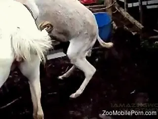 Sexy animals enjoying kinky fucking in a lovely scene