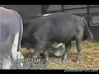 Sexy animal gets to experience a casual handjob