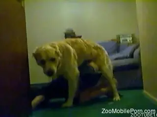 Sexy chick in a skirt submits to her aggressive dog