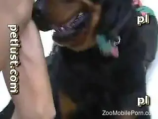 Zoophile's tight hole prepping for hard sex