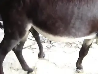 Horse cock domination featuring a very sexy animal
