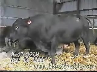 Sexy bull showing its delightful genetelia on camera