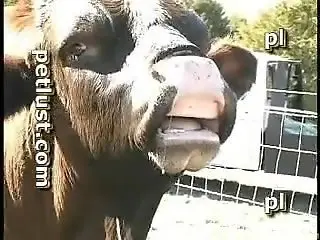 Dude gets ready to play around with this animal's genitalia