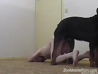Bald dude sexually dominated by his pet and his BF