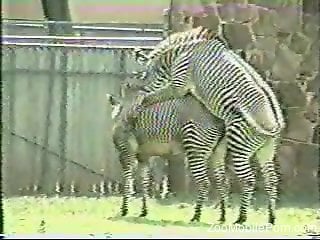 Two zebras fucking each other in an outdoor movie