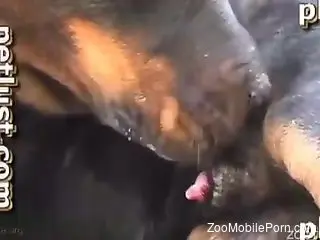 Thicc slut worships a dog's delicious cock on cam