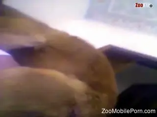 Dog cock punishing that zoophile's juicy pussy