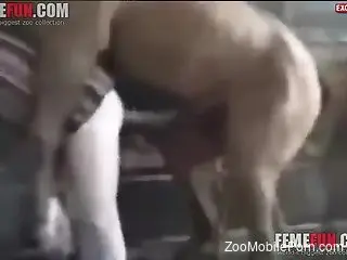 Oversized horse penis ruins a guy's butthole